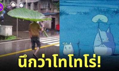 โตโตโร่ ร่มใบไม้