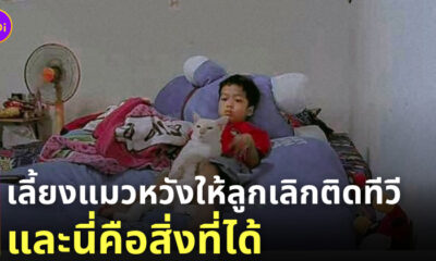 เลี้ยงแมว ลูกติดทีวี