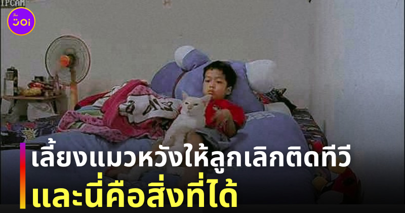 เลี้ยงแมว ลูกติดทีวี