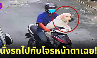 สุนัขลาบราดอร์ โดนลักพาตัว