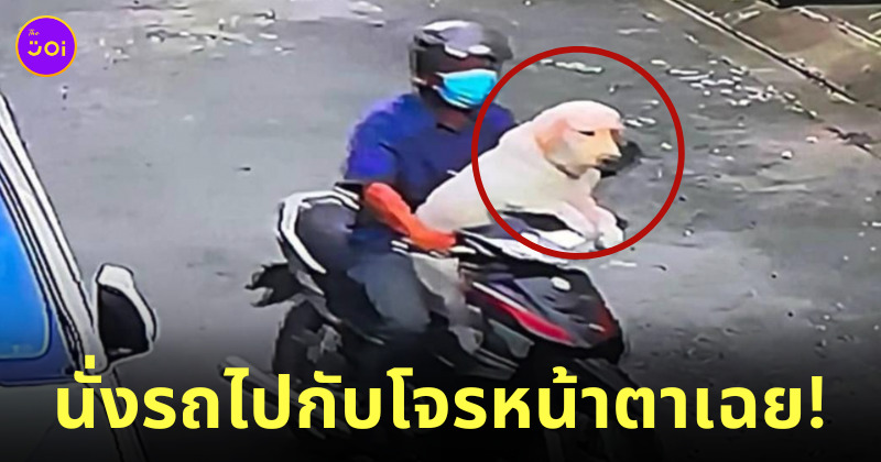 สุนัขลาบราดอร์ โดนลักพาตัว