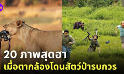 สัตว์ป่ากวนตากล้อง