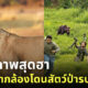 สัตว์ป่ากวนตากล้อง