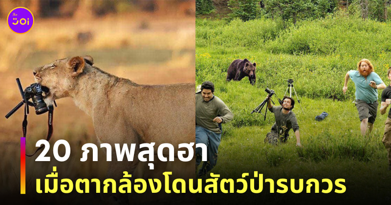 สัตว์ป่ากวนตากล้อง