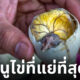 ไข่ข้าว คืออะไร รสชาติ