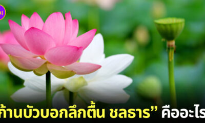 ก้านบัวบอกลึกตื้น ชลธาร