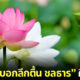 ก้านบัวบอกลึกตื้น ชลธาร