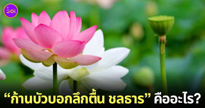 ก้านบัวบอกลึกตื้น ชลธาร