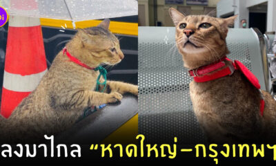 แมวหาดใหญ่หายโผล่ทางด่วน