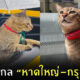 แมวหาดใหญ่หายโผล่ทางด่วน