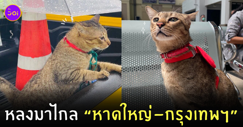 แมวหาดใหญ่หายโผล่ทางด่วน