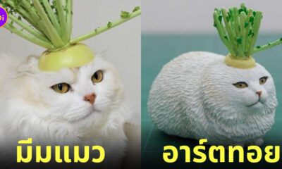 อาร์ตทอยมีมแมวสุดปั่น