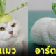 อาร์ตทอยมีมแมวสุดปั่น
