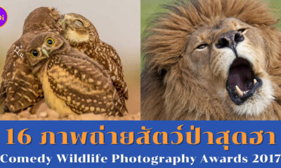 ภาพถ่ายสัตว์ป่าสุดฮา