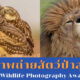 ภาพถ่ายสัตว์ป่าสุดฮา