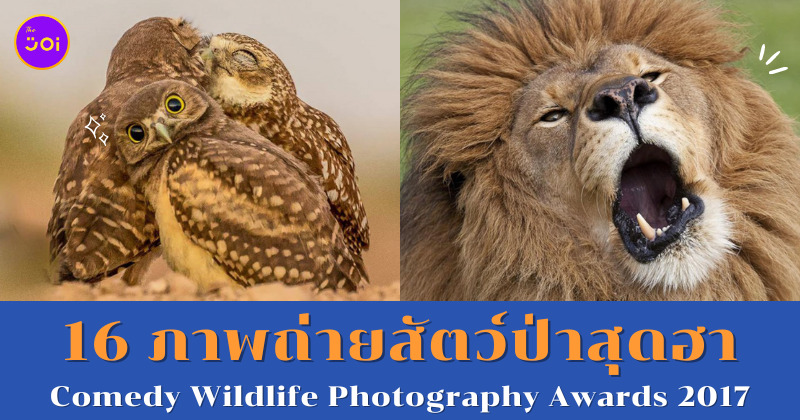 ภาพถ่ายสัตว์ป่าสุดฮา