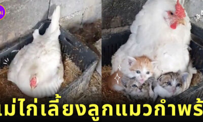 แม่ไก่เลี้ยงลูกแมวกำพร้า 3 ตัว