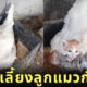 แม่ไก่เลี้ยงลูกแมวกำพร้า 3 ตัว