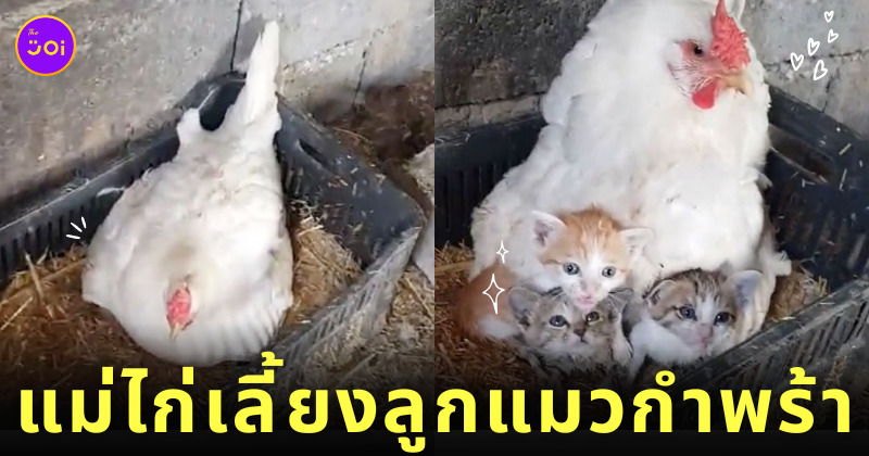 แม่ไก่เลี้ยงลูกแมวกำพร้า 3 ตัว