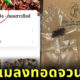 ร้านแมลงทอดจวนเจ๊ง