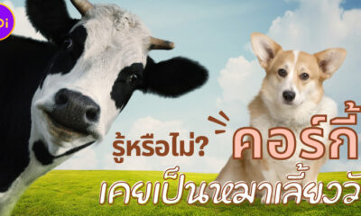 คอร์กี้ สุนัขทรงเลี้ยงของควีนเอลิซาเบธที่ 2 ในอดีตเป็นหมาเลี้ยงวัว