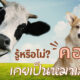 คอร์กี้ สุนัขทรงเลี้ยงของควีนเอลิซาเบธที่ 2 ในอดีตเป็นหมาเลี้ยงวัว