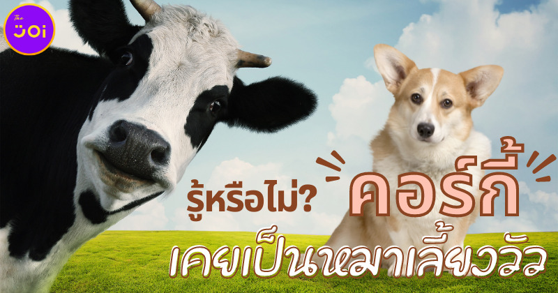 คอร์กี้ สุนัขทรงเลี้ยงของควีนเอลิซาเบธที่ 2 ในอดีตเป็นหมาเลี้ยงวัว