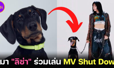น้อง Love หมาของ ลิซ่า BLACKPINK ร่วมซีนใน MV Shut Down