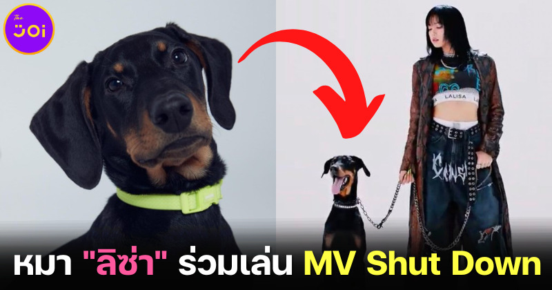 น้อง Love หมาของ ลิซ่า BLACKPINK ร่วมซีนใน MV Shut Down