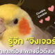 รู้จัก จิงเจอร์ปุ๊ดๆ นกค๊อกคาเทลร้องเพลง คุ้กกี้ (Cookie) บน TikTok ที่โกอินเตอร์ดังทั่วโลก