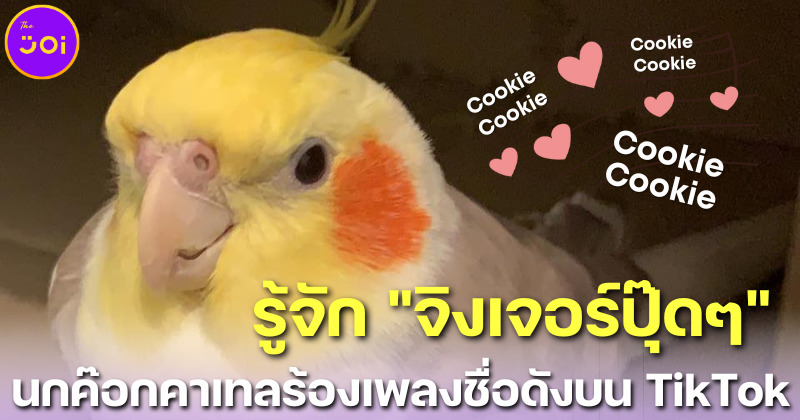 รู้จัก จิงเจอร์ปุ๊ดๆ นกค๊อกคาเทลร้องเพลง คุ้กกี้ (Cookie) บน TikTok ที่โกอินเตอร์ดังทั่วโลก