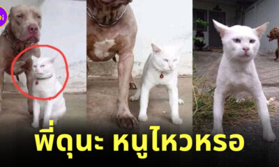 แมวดุ มีมแมว