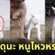 แมวดุ มีมแมว