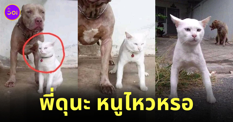 แมวดุ มีมแมว
