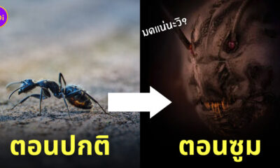 ภาพใบหน้าของมด ซูม