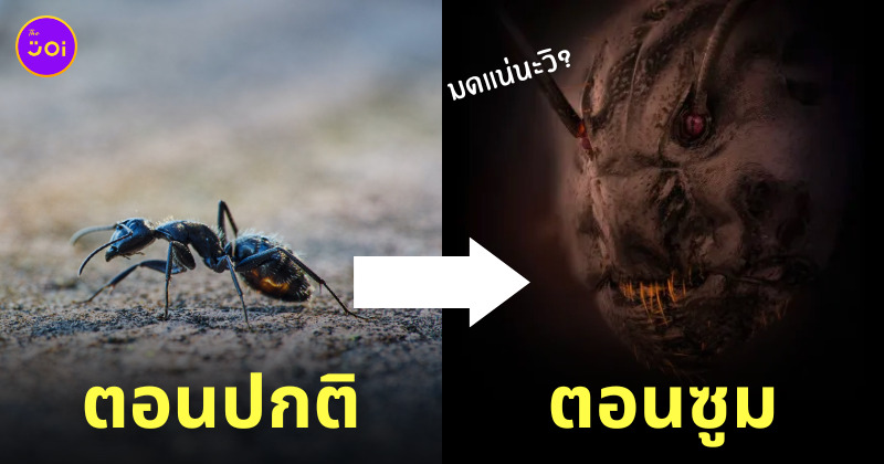 ภาพใบหน้าของมด ซูม