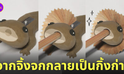 กบเหลาดินสอ จิ้งจก กิ้งก่า น่ารัก
