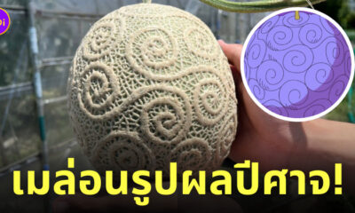 ผลปีศาจโกมุ โกมุ ของจริง