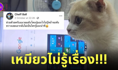 แมวตะกายคีย์บอร์ด
