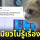 แมวตะกายคีย์บอร์ด