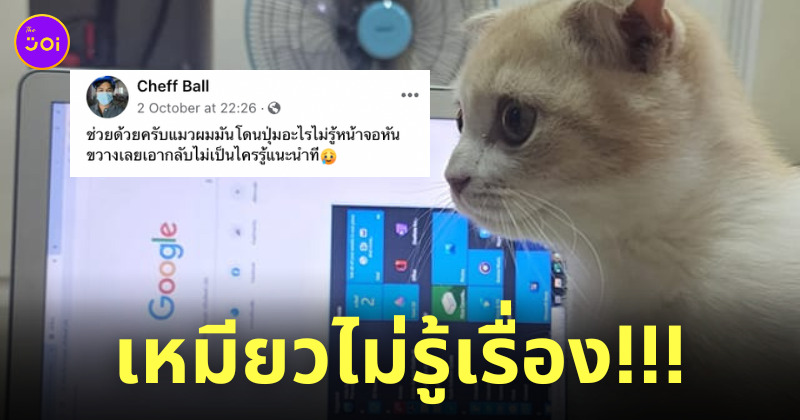 แมวตะกายคีย์บอร์ด