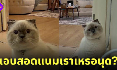 ติดกล้องส่องแมว