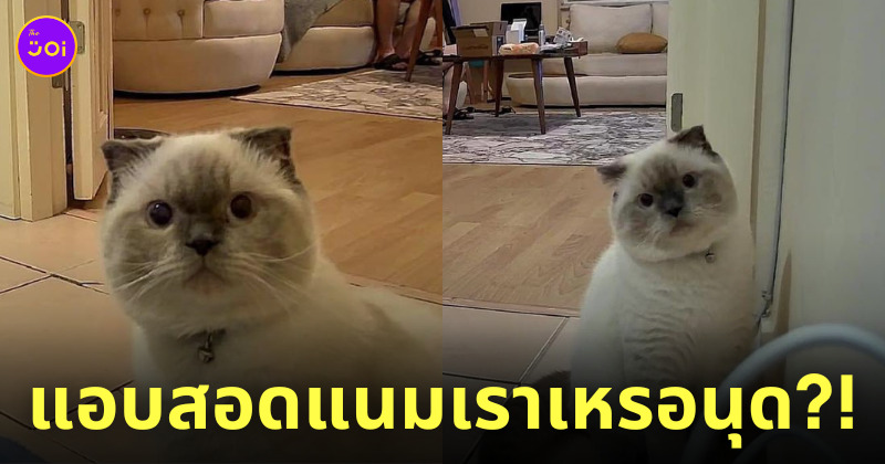 ติดกล้องส่องแมว