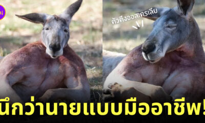 จิงโจ้กล้ามใหญ่