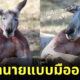 จิงโจ้กล้ามใหญ่