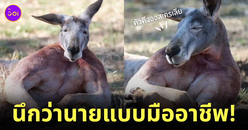 จิงโจ้กล้ามใหญ่