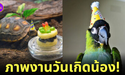 ภาพงานวันเกิดสัตว์โลก