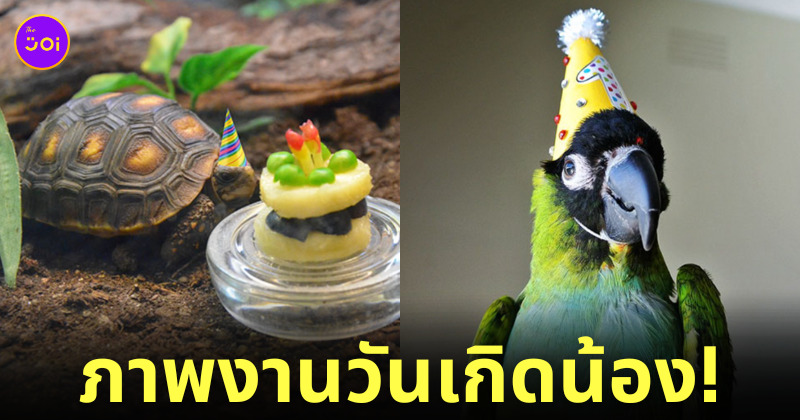 ภาพงานวันเกิดสัตว์โลก