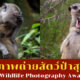 ภาพถ่ายสัตว์ป่าสุดฮา 2022