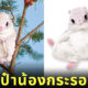 กระเป๋าน้องกระรอกบิน ญี่ปุ่น